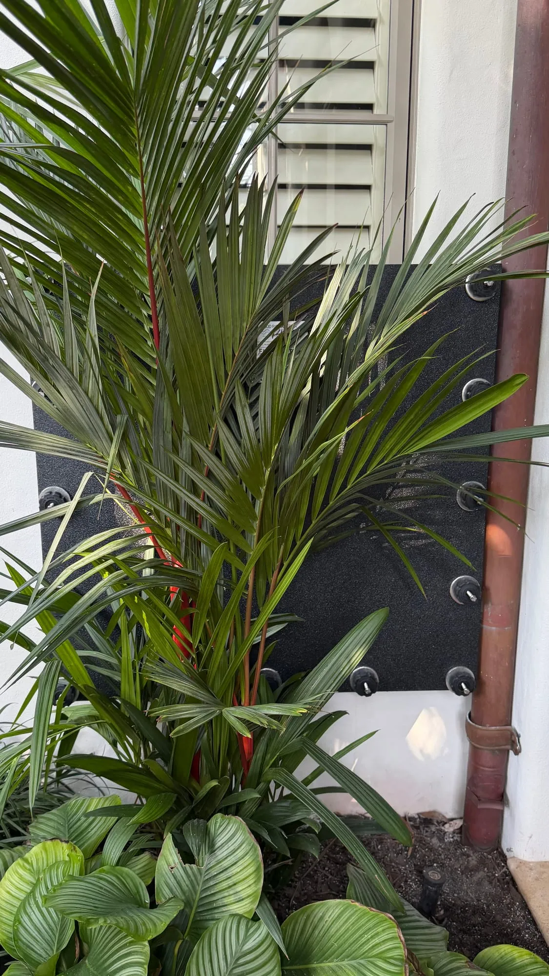 Minoff House flood panel installation 3